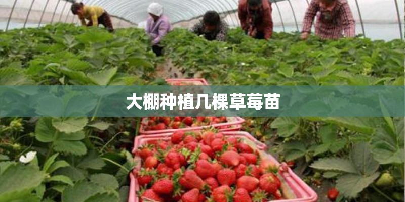 大棚种植几棵草莓苗 大棚种植几棵草莓苗