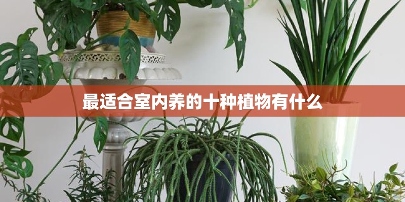 最适合室内养的十种植物有什么 最适合室内养的十种植物有什么