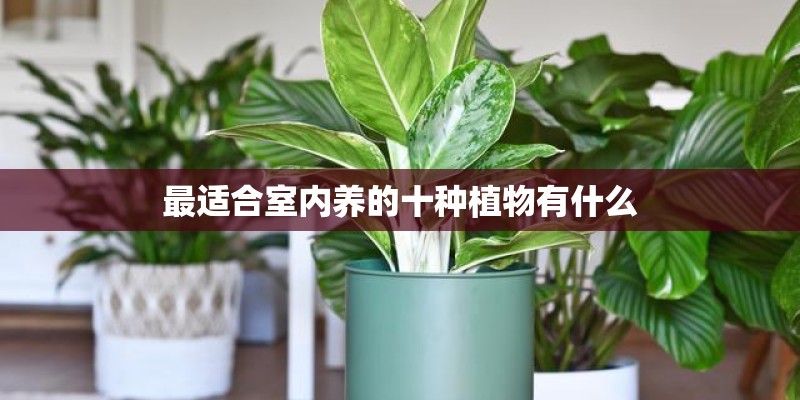 最适合室内养的十种植物有什么 最适合室内养的十种植物有什么