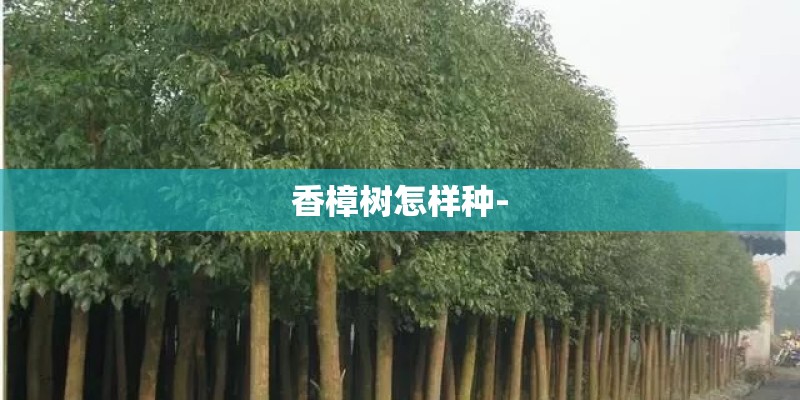 香樟树怎样种- 香樟树怎样种-