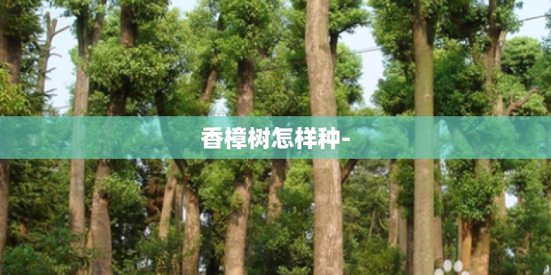 香樟树怎样种- 香樟树怎样种-