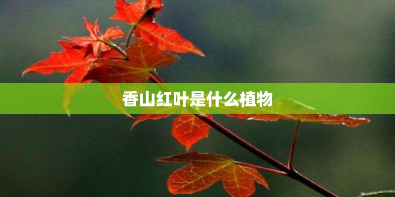 香山红叶是什么植物 香山红叶是什么植物
