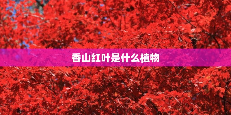 香山红叶是什么植物 香山红叶是什么植物