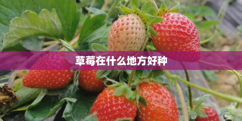 草莓在什么地方好种 草莓在什么地方好种