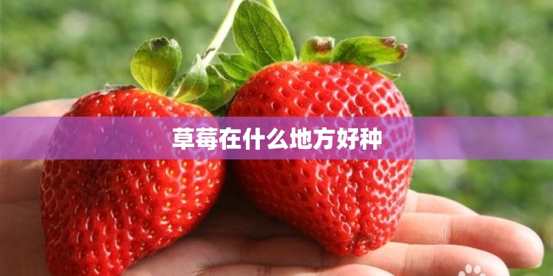 草莓在什么地方好种 草莓在什么地方好种