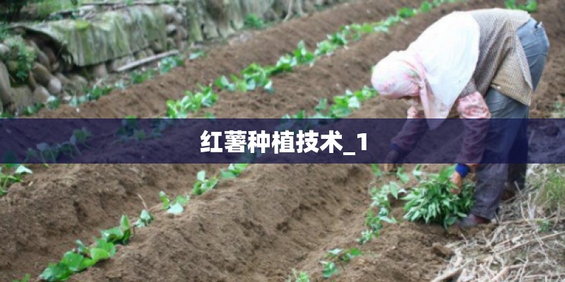 红薯种植技术_1 红薯种植技术_1