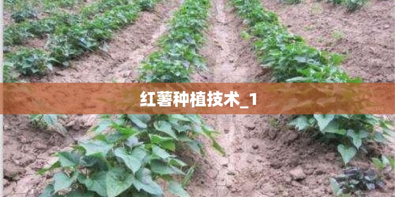红薯种植技术_1 红薯种植技术_1