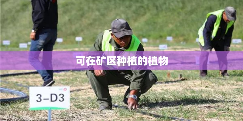 可在矿区种植的植物 可在矿区种植的植物