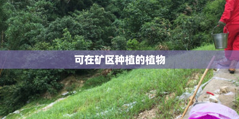 可在矿区种植的植物 可在矿区种植的植物