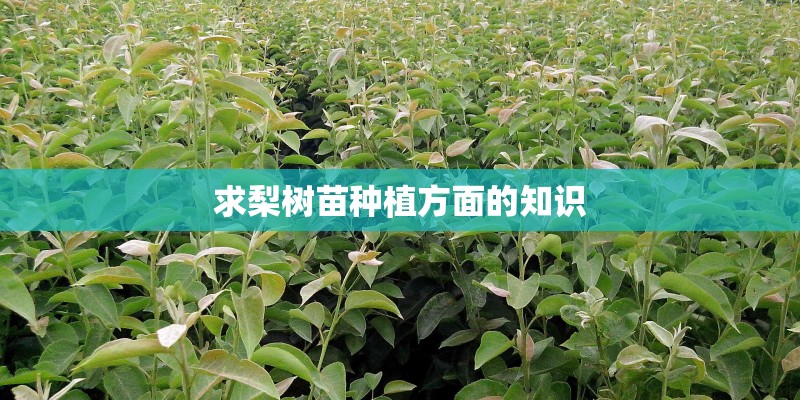 求梨树苗种植方面的知识 求梨树苗种植方面的知识