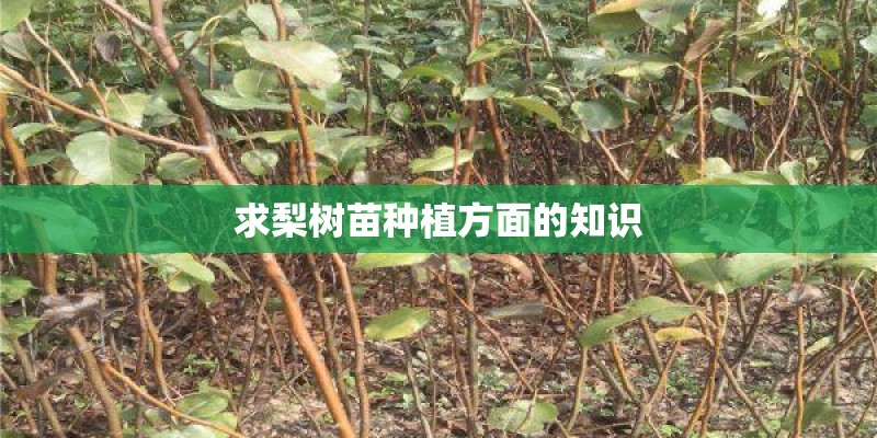 求梨树苗种植方面的知识 求梨树苗种植方面的知识