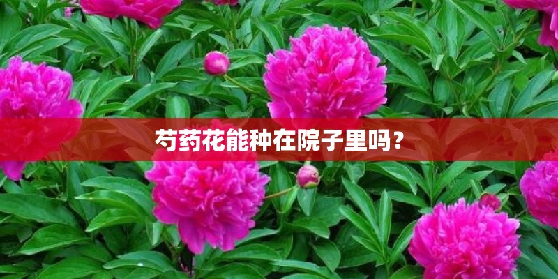 芍药花能种在院子里吗? 芍药花能种在院子里吗?