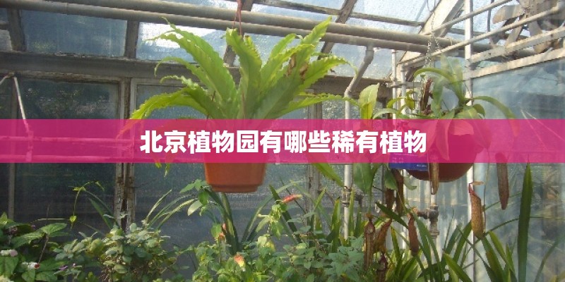 北京植物园有哪些稀有植物 北京植物园有哪些稀有植物