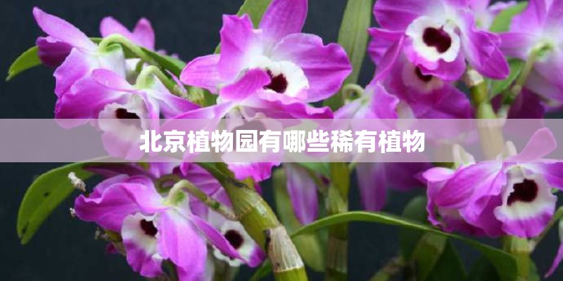 北京植物园有哪些稀有植物 北京植物园有哪些稀有植物