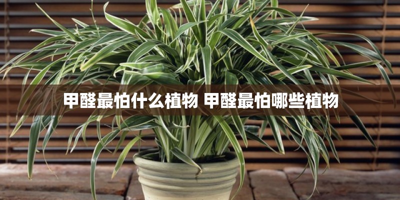 甲醛最怕什么植物 甲醛最怕哪些植物 甲醛最怕什么植物 甲醛最怕哪些植物