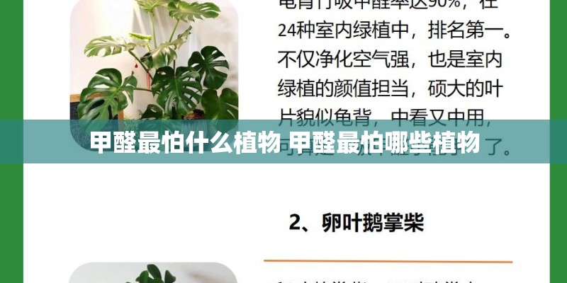 甲醛最怕什么植物 甲醛最怕哪些植物 甲醛最怕什么植物 甲醛最怕哪些植物