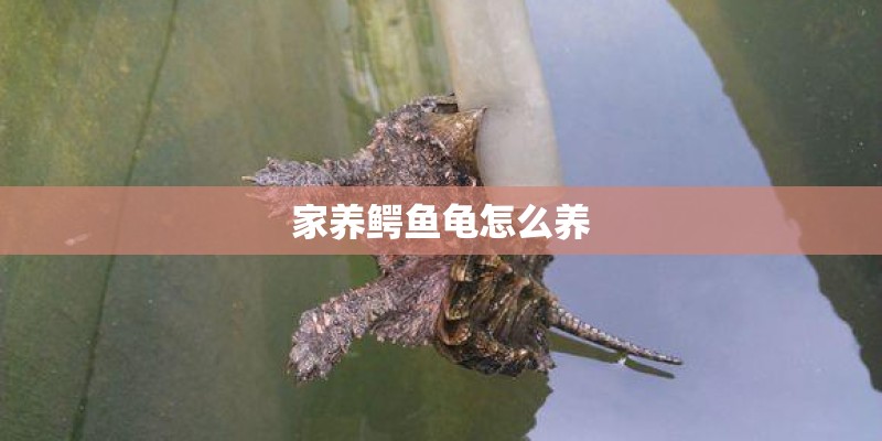 家养鳄鱼龟怎么养 家养鳄鱼龟怎么养
