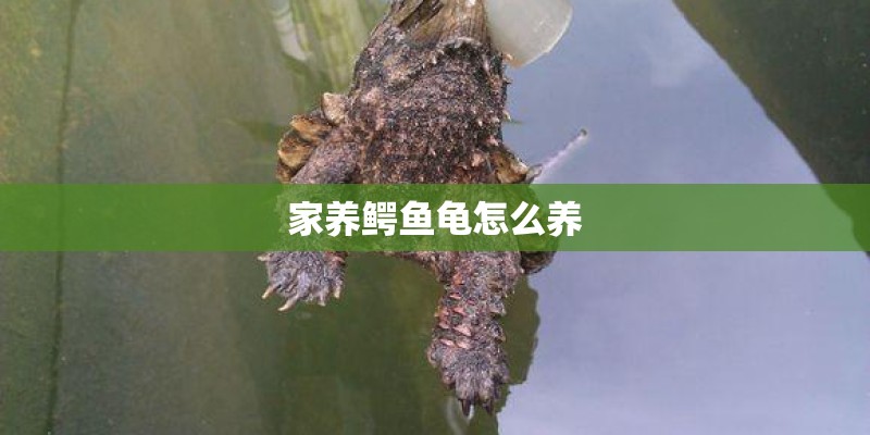家养鳄鱼龟怎么养 家养鳄鱼龟怎么养