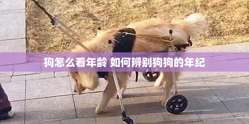 无限试驾2新手车辆选择技巧