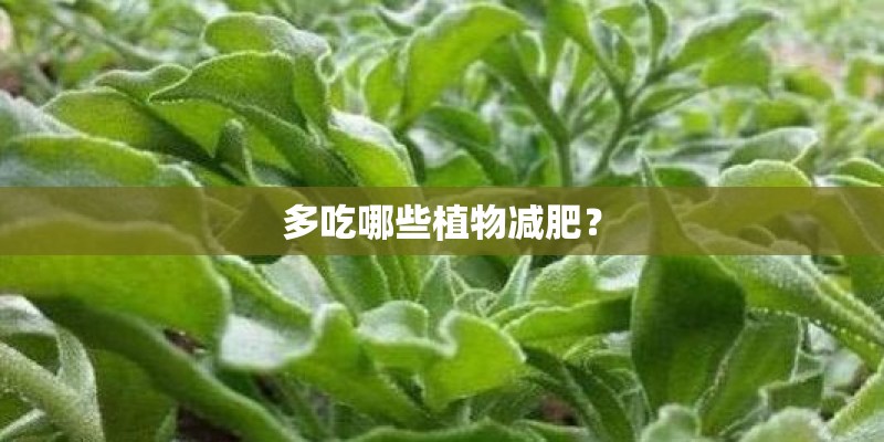 多吃哪些植物减肥? 多吃哪些植物减肥?