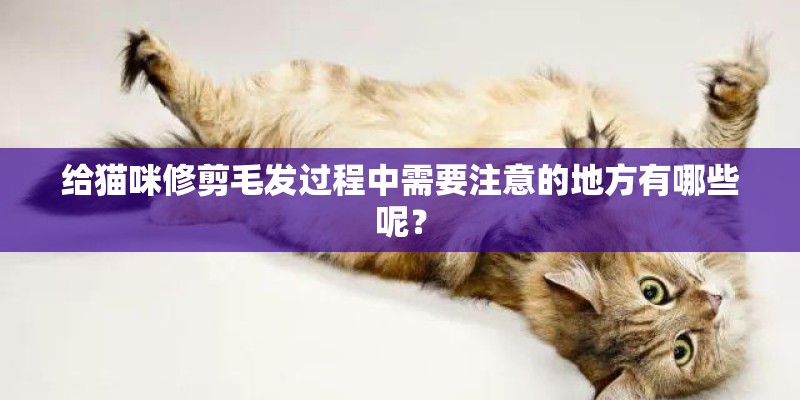 给猫咪修剪毛发过程中需要注意的地方有哪些呢？