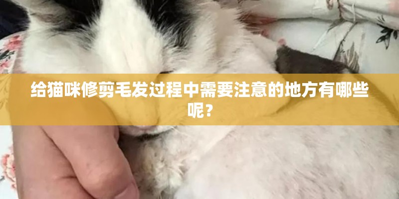 给猫咪修剪毛发过程中需要注意的地方有哪些呢？