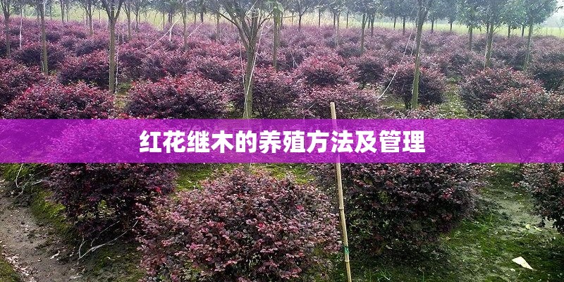 红花继木的养殖方法及管理
