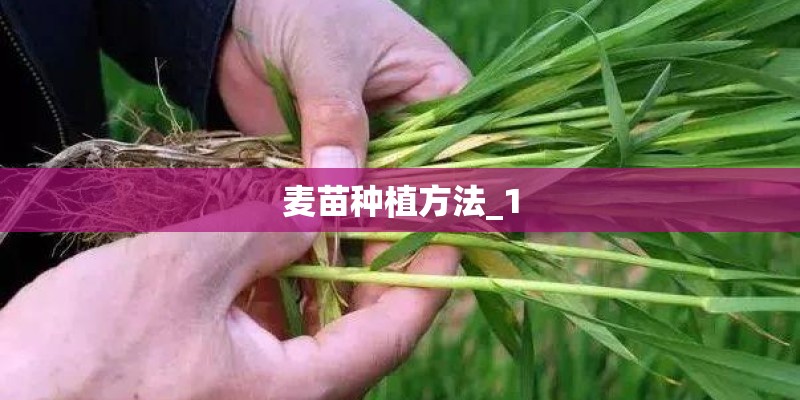 麦苗种植方法_1 麦苗种植方法_1