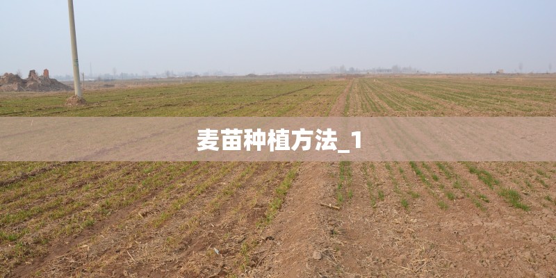 麦苗种植方法_1 麦苗种植方法_1