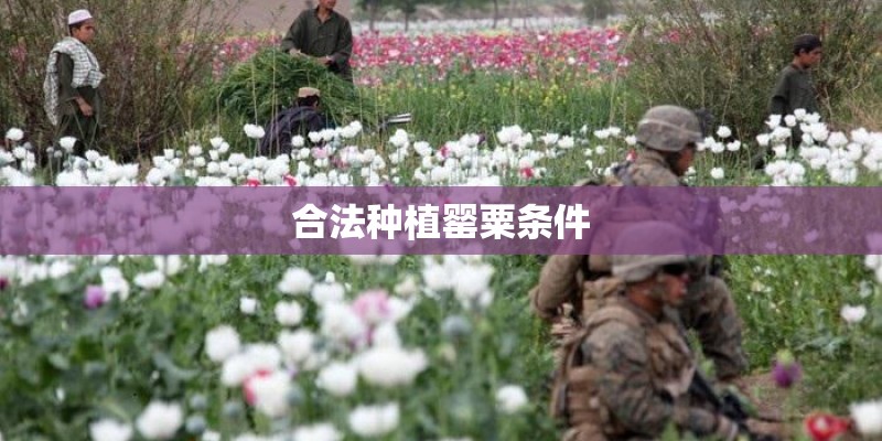 合法种植罂粟条件