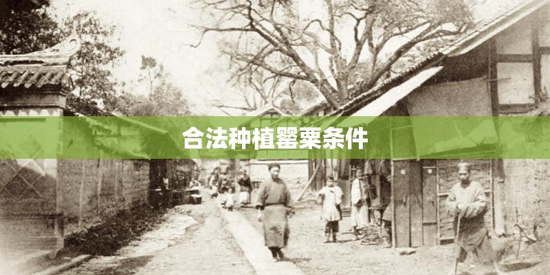 合法种植罂粟条件
