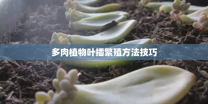 多肉植物叶插繁殖方法技巧