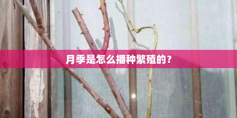 月季是怎么播种繁殖的? 月季是怎么播种繁殖的?