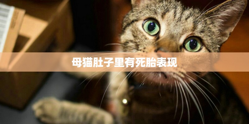 母猫肚子里有死胎表现 母猫肚子里有死胎表现