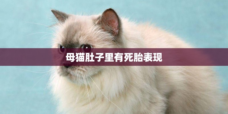 母猫肚子里有死胎表现 母猫肚子里有死胎表现