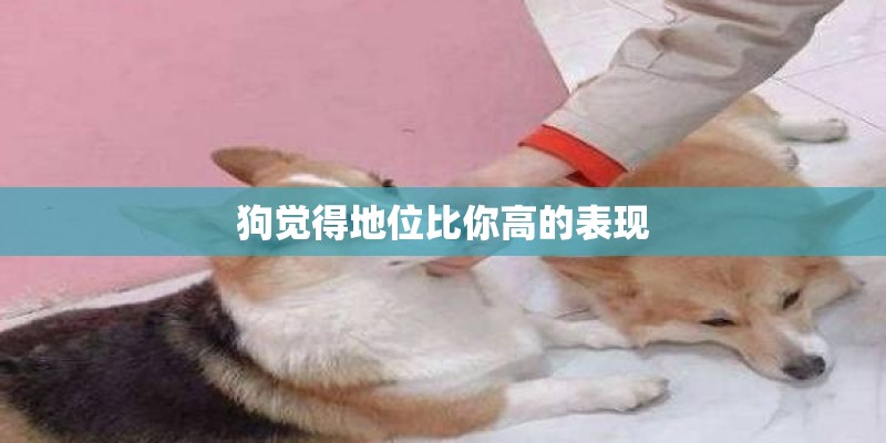 狗觉得地位比你高的表现 狗觉得地位比你高的表现