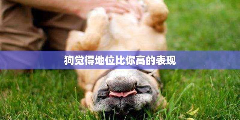 狗觉得地位比你高的表现 狗觉得地位比你高的表现
