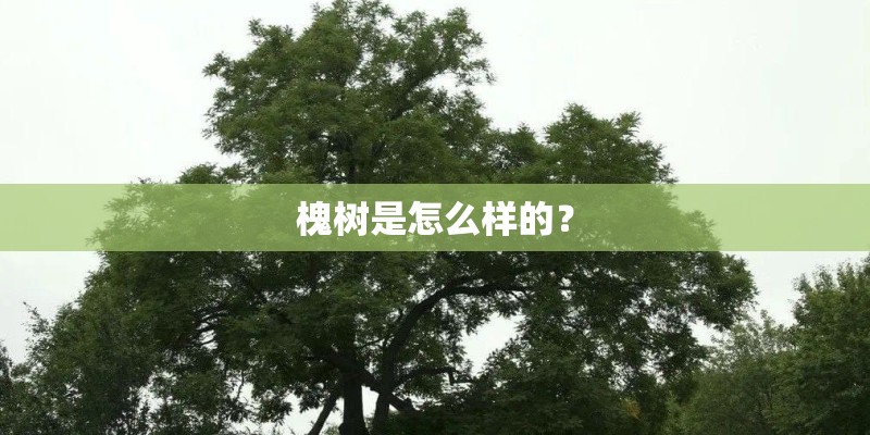槐树是怎么样的? 槐树是怎么样的?