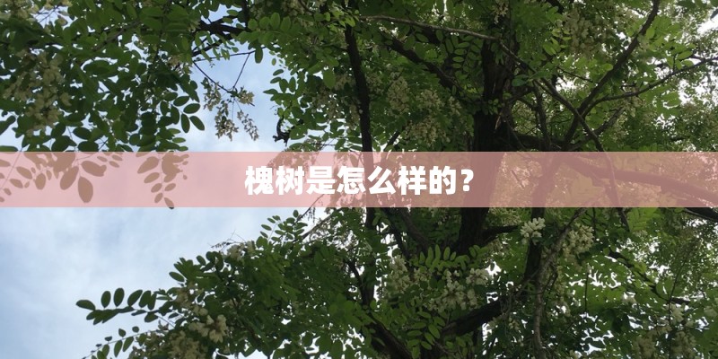 槐树是怎么样的? 槐树是怎么样的?
