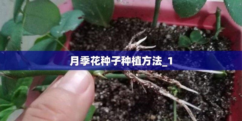 月季花种子种植方法_1 月季花种子种植方法_1