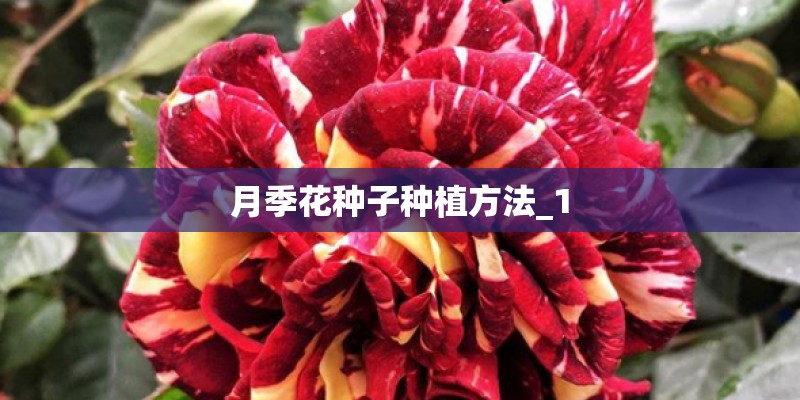 月季花种子种植方法_1 月季花种子种植方法_1