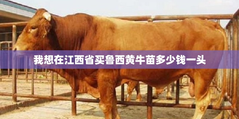 我想在江西省买鲁西黄牛苗多少钱一头 我想在江西省买鲁西黄牛苗多少钱一头