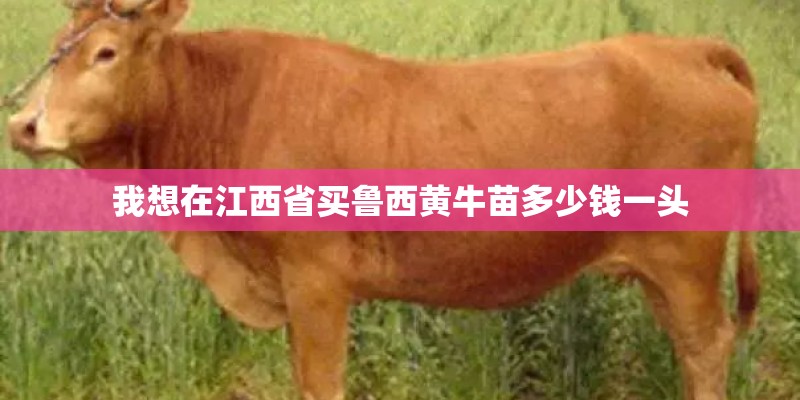 我想在江西省买鲁西黄牛苗多少钱一头 我想在江西省买鲁西黄牛苗多少钱一头