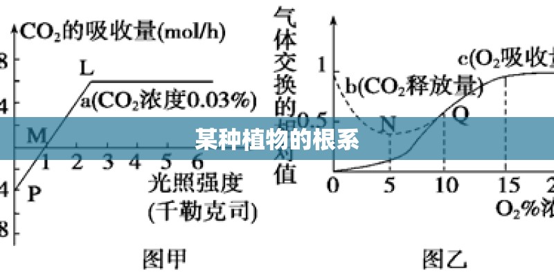 某种植物的根系 某种植物的根系