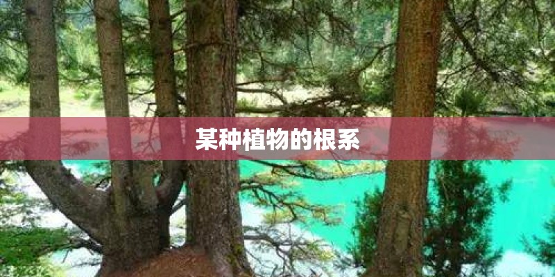 某种植物的根系 某种植物的根系