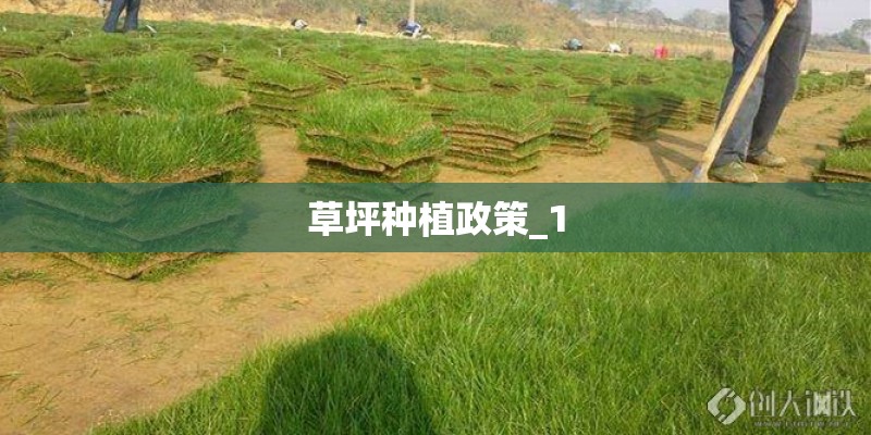 草坪种植政策_1 草坪种植政策_1