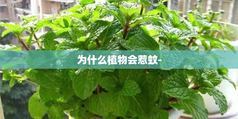 为什么植物会惹蚊- 为什么植物会惹蚊-