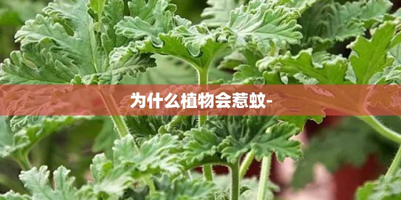 为什么植物会惹蚊- 为什么植物会惹蚊-