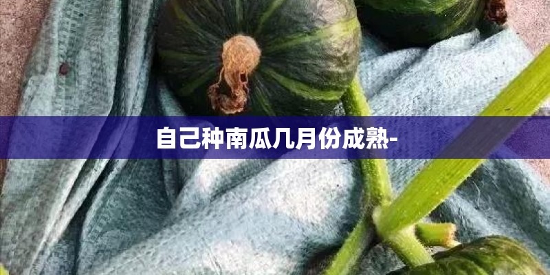 自己种南瓜几月份成熟- 自己种南瓜几月份成熟-