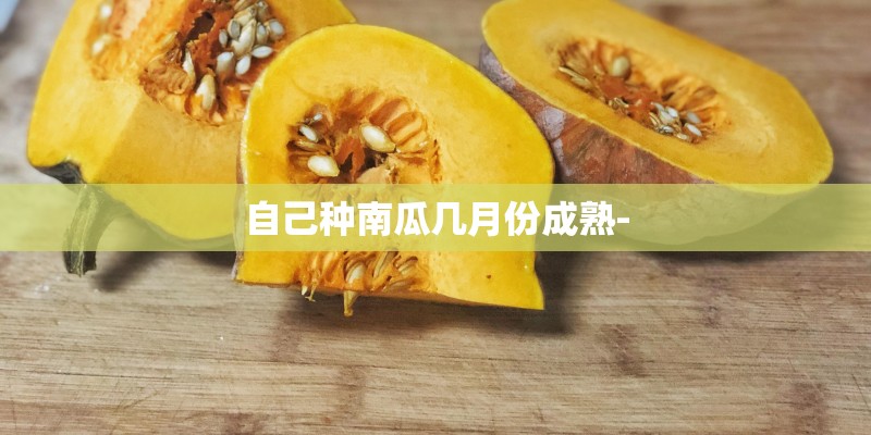 自己种南瓜几月份成熟- 自己种南瓜几月份成熟-